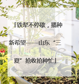 铁犁不停歇，播种新希望——山东“三夏”抢收抢种忙