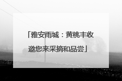 雅安雨城：黄桃丰收 邀您来采摘和品尝