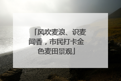风吹麦浪、识麦闻香，市民打卡金色麦田景观