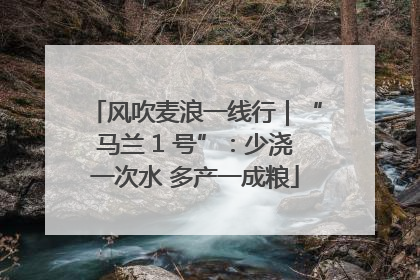 风吹麦浪一线行｜“马兰 1 号”：少浇一次水 多产一成粮