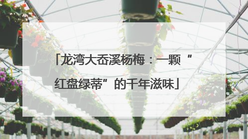 龙湾大岙溪杨梅：一颗“红盘绿蒂”的千年滋味