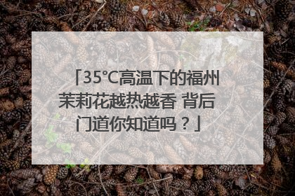 35℃高温下的福州茉莉花越热越香 背后门道你知道吗？